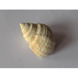 Microschiza clathrata