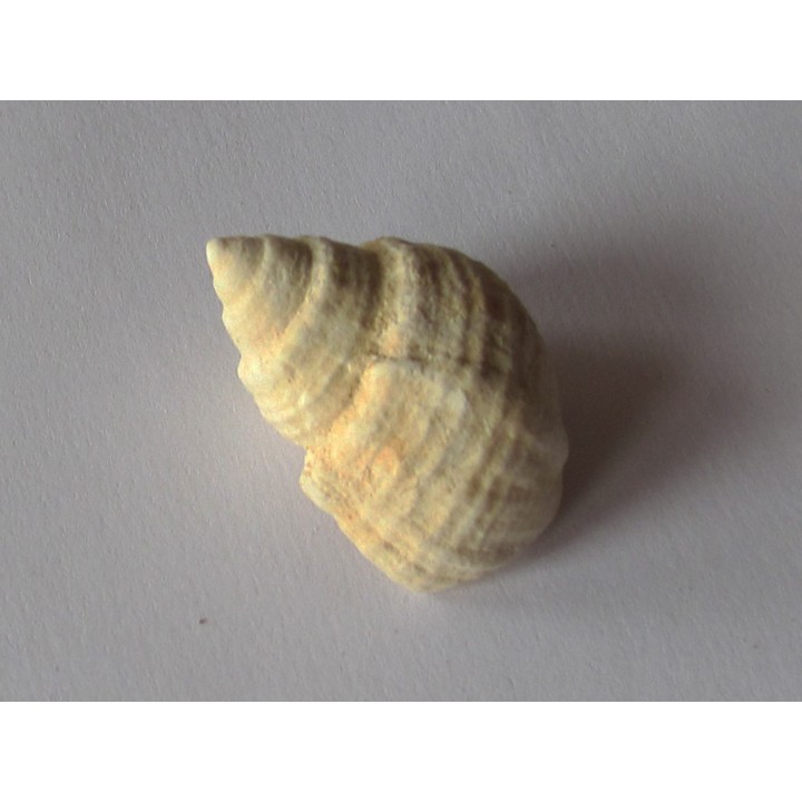 Microschiza clathrata