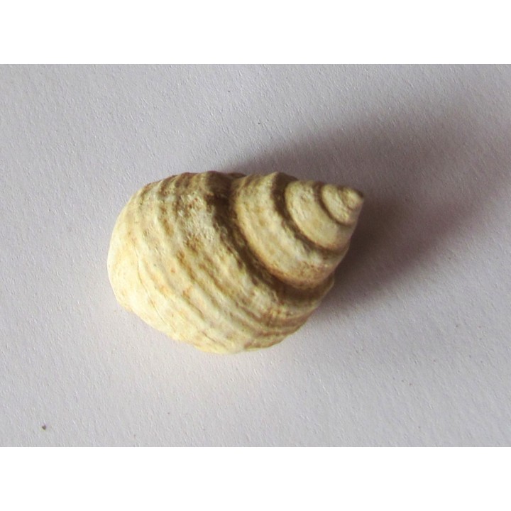 Microschiza clathrata