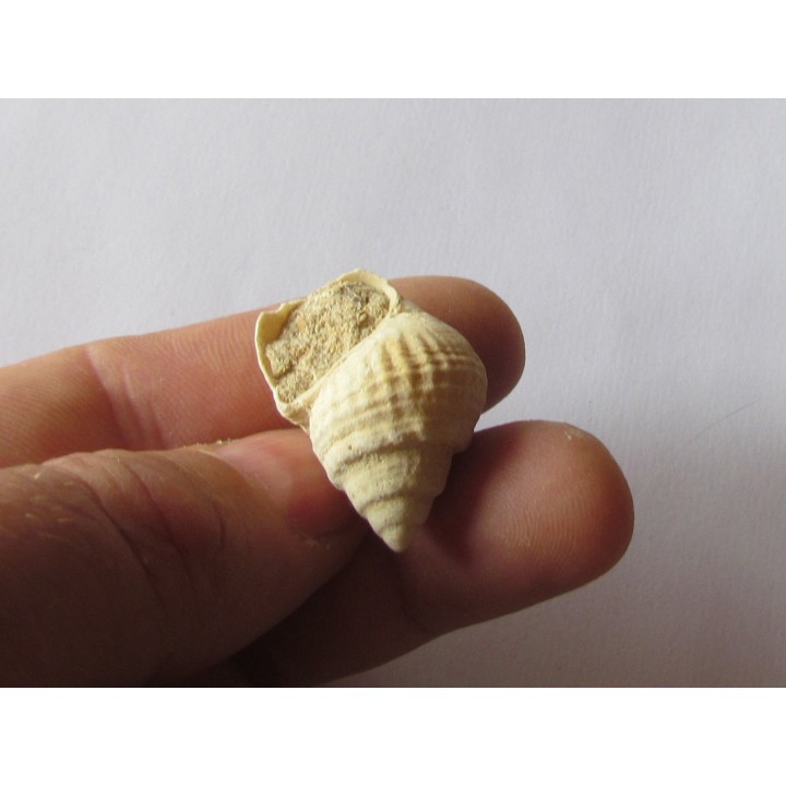 Microschiza clathrata