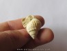 Microschiza clathrata