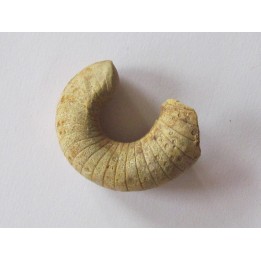 plectoceras robertsoni