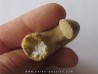 plectoceras robertsoni