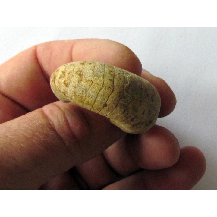 plectoceras robertsoni
