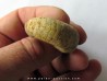 plectoceras robertsoni