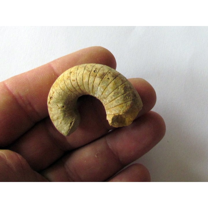 plectoceras robertsoni