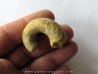 plectoceras robertsoni
