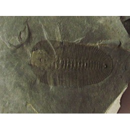 Bathyuriscus fimbriatus (1)