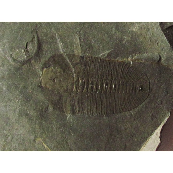 Bathyuriscus fimbriatus (1)