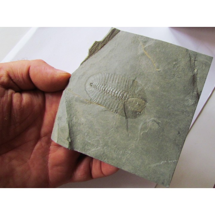 Bathyuriscus fimbriatus (1)