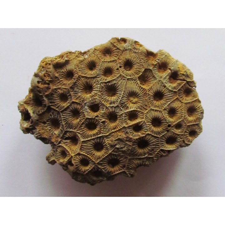 hexagomania mirabilis (1)