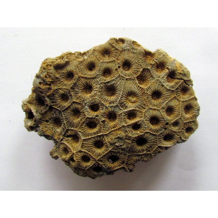hexagomania mirabilis (1)
