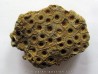 hexagomania mirabilis (1)