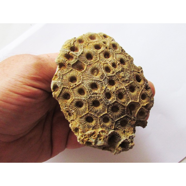 hexagomania mirabilis (1)
