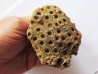 hexagomania mirabilis (1)