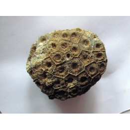 hexagomania mirabilis (2)