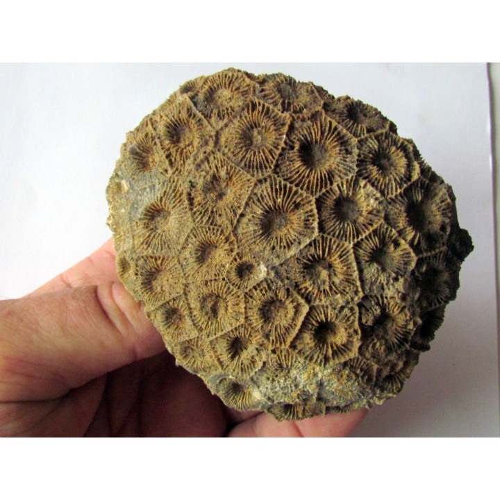 hexagomania mirabilis (2)