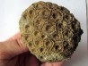 hexagomania mirabilis (2)