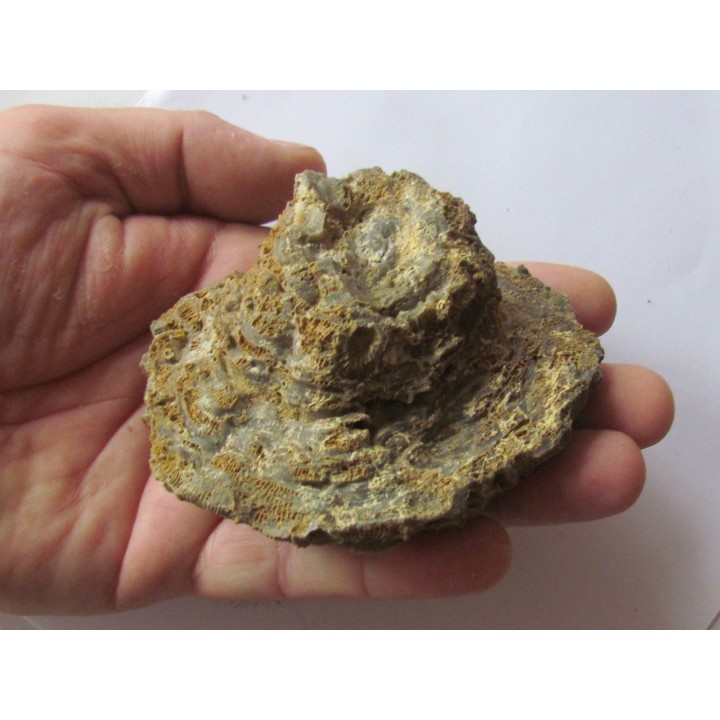 hexagomania mirabilis (2)