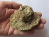 hexagomania mirabilis (2)