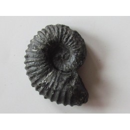 colchidites sp.