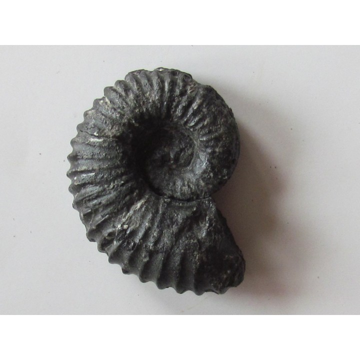 colchidites sp.