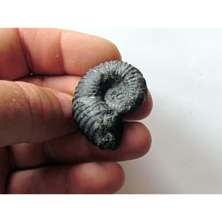 colchidites sp.