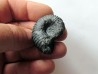 colchidites sp.