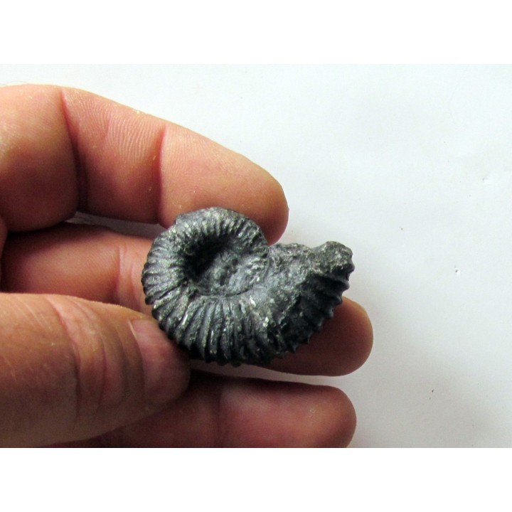 colchidites sp.