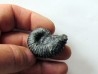 colchidites sp.