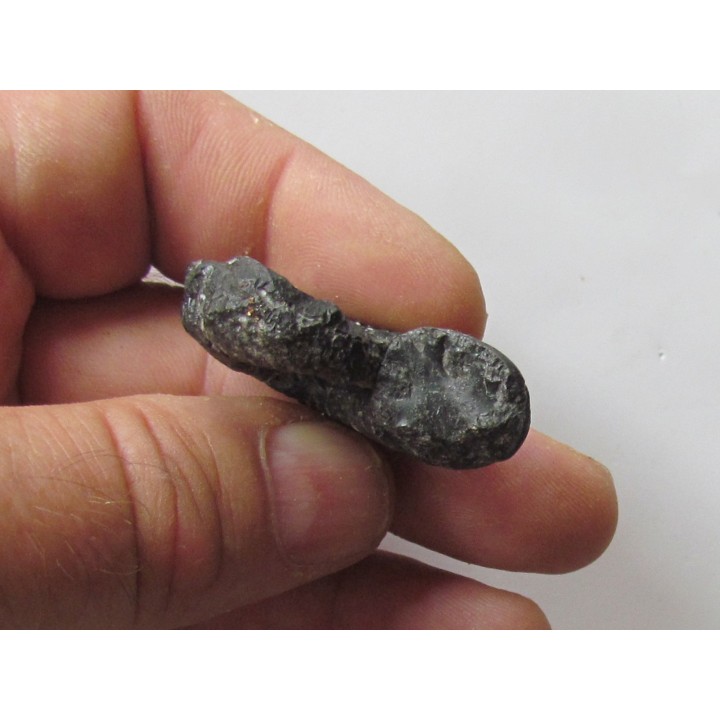colchidites sp.