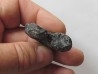 colchidites sp.