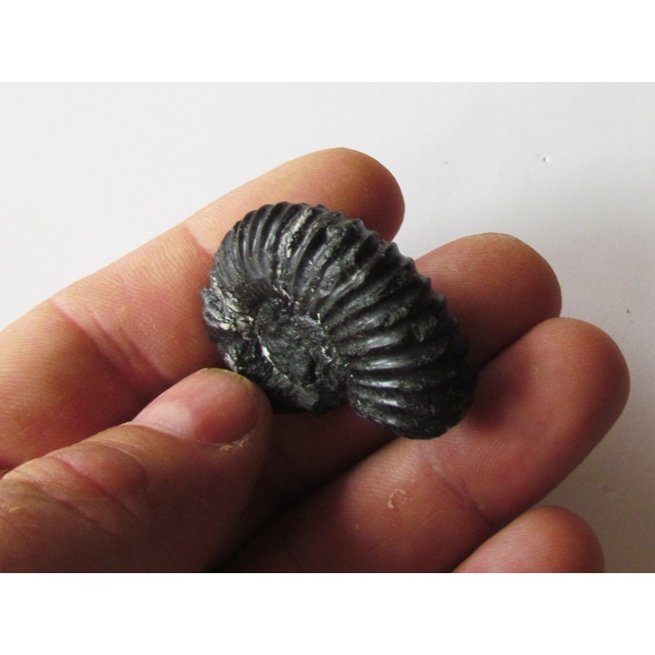 colchidites sp.