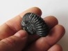 colchidites sp.