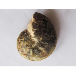 Choffaticeras segne  (2)