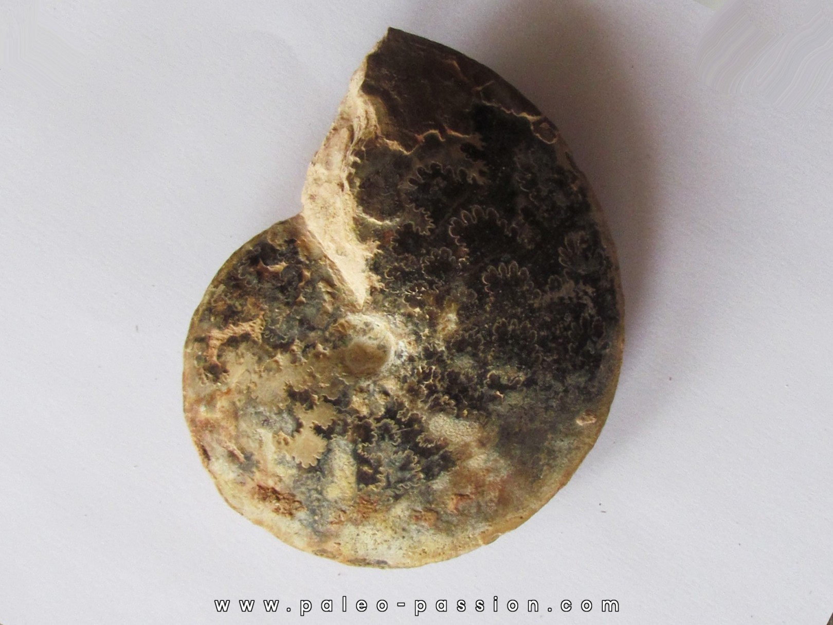 Choffaticeras segne (2)