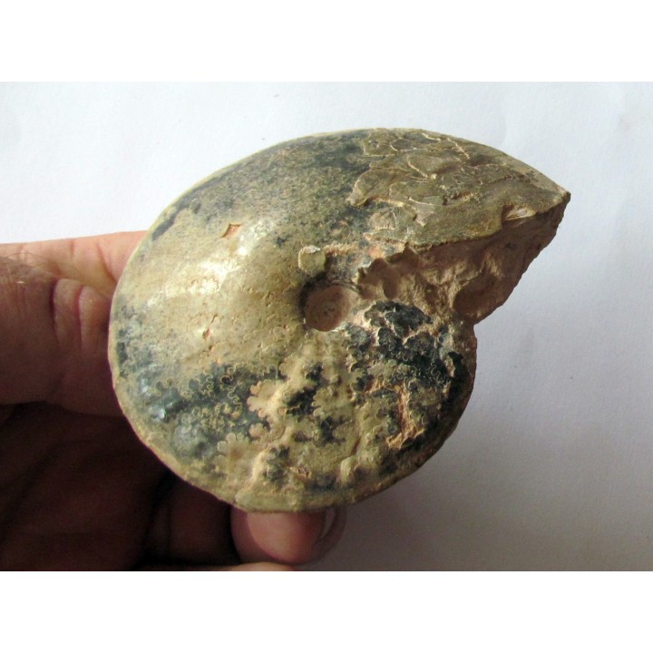 Choffaticeras segne  (2)