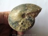 Choffaticeras segne (2)