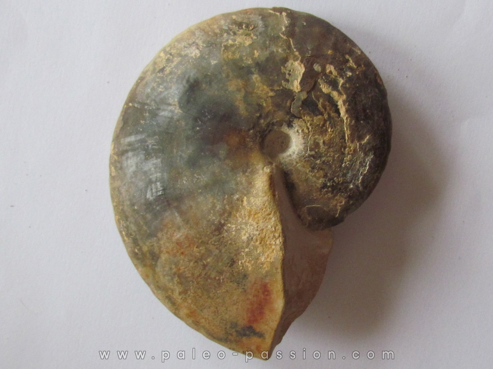 Choffaticeras segne (3)