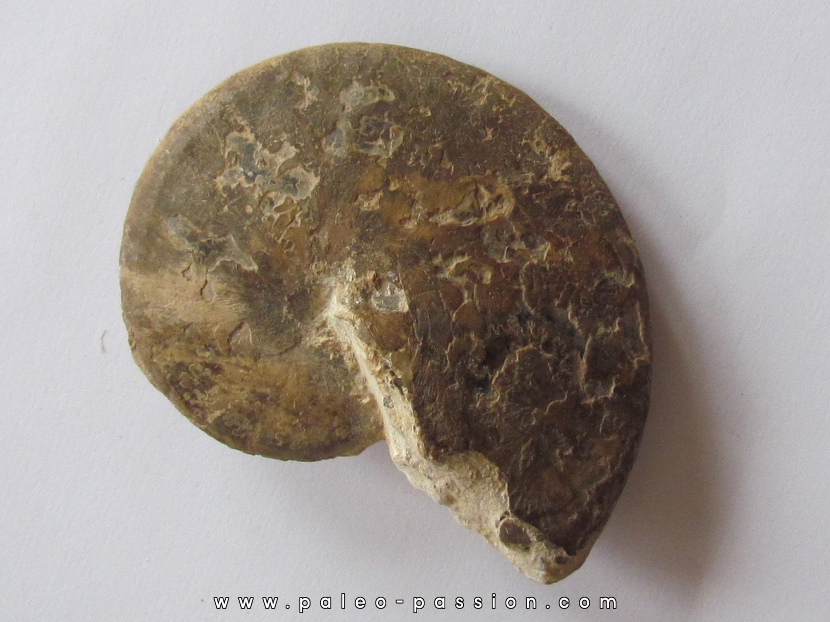 Choffaticeras sinaiticum (1)