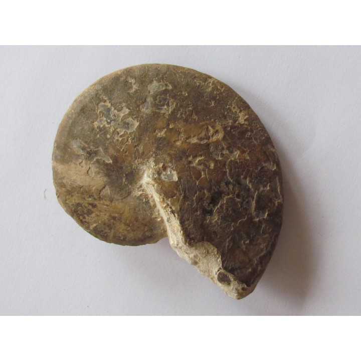 Choffaticeras sinaiticum  (1)