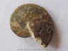 Choffaticeras sinaiticum (1)
