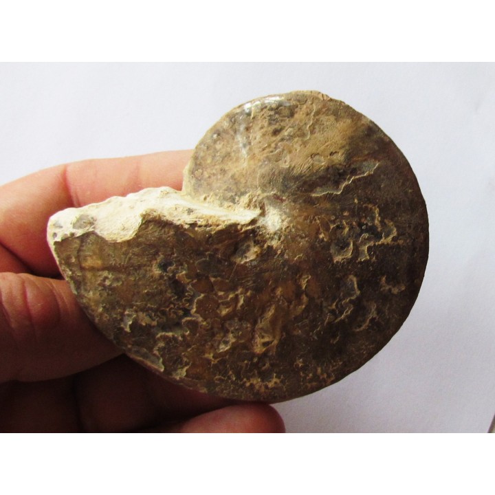 Choffaticeras sinaiticum  (1)