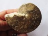 Choffaticeras sinaiticum (1)