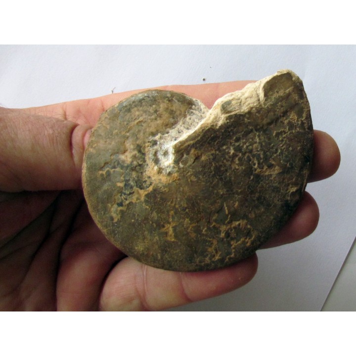 Choffaticeras sinaiticum  (1)