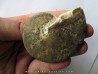 Choffaticeras sinaiticum (1)