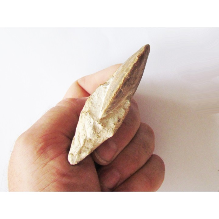 Choffaticeras sinaiticum  (1)