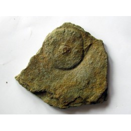Cyclomedusa davidii