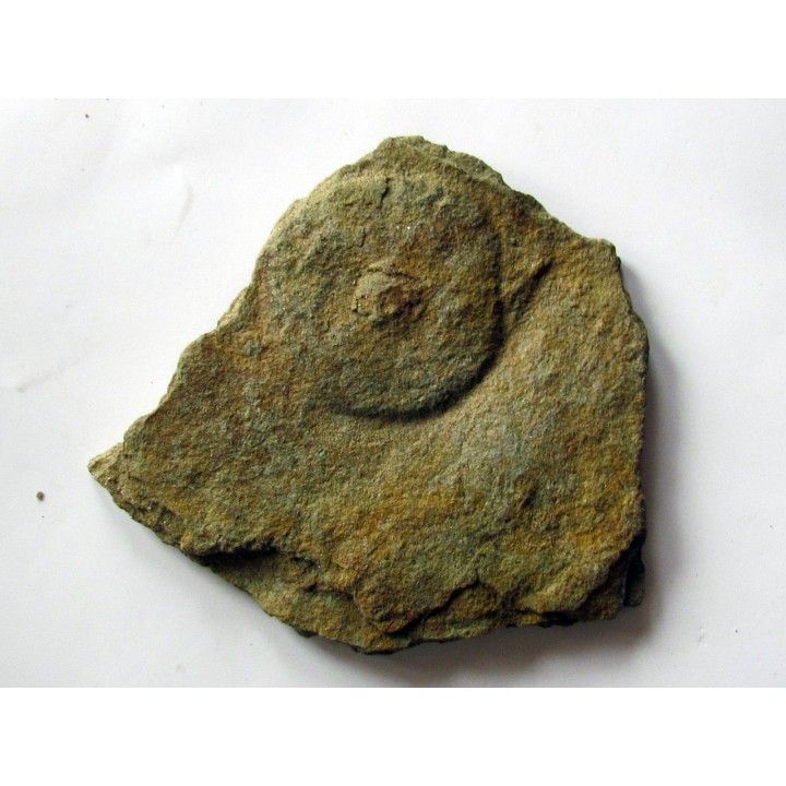 Cyclomedusa davidii