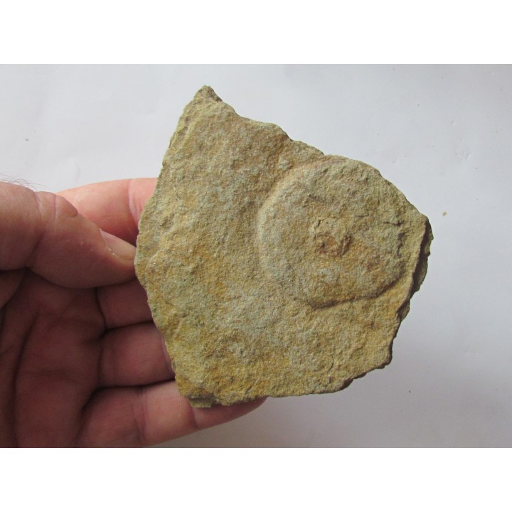 Cyclomedusa davidii